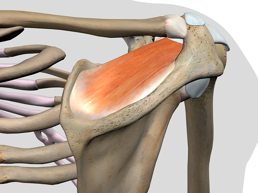 Rotator cuff physiotherapy in Toronto